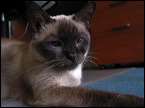 duke0428-1