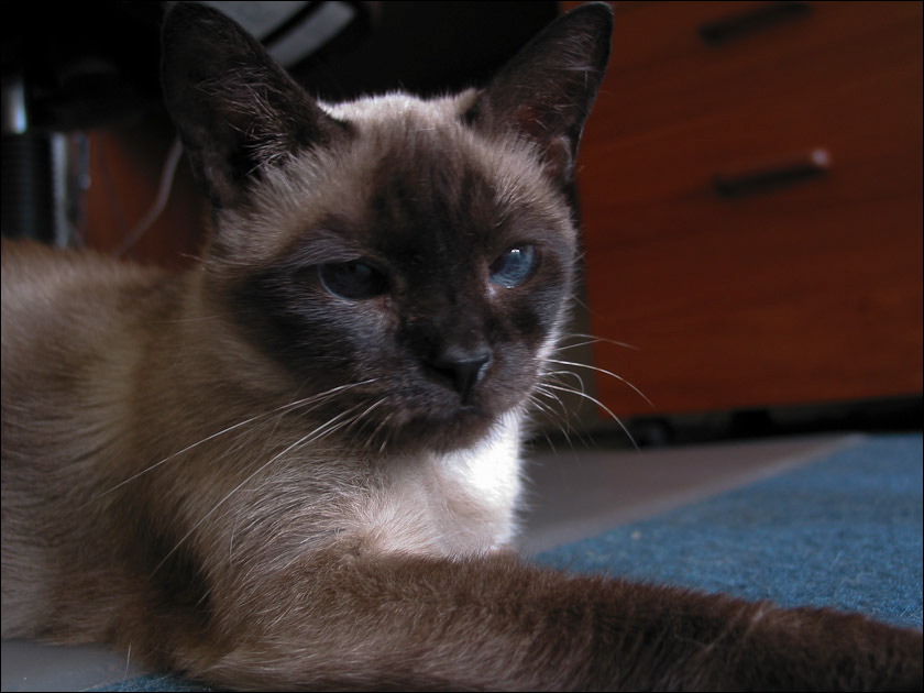 duke0428-1.jpg