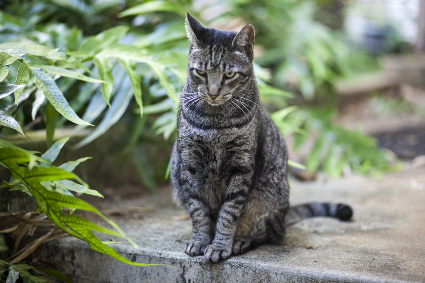 Mr. Romeo