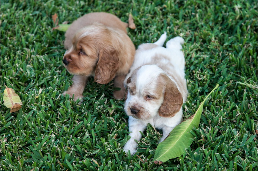 Puppies