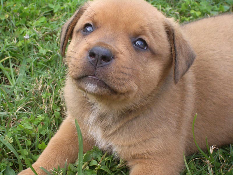 Pretty Puppies