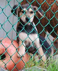 adopt1106.jpg