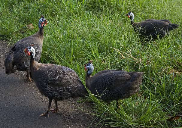 birds0923.jpg