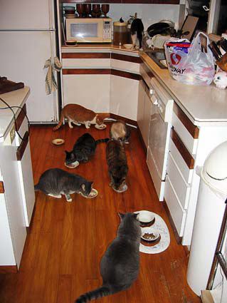 cats1020-1.jpg