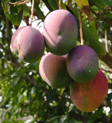 mango2.jpg