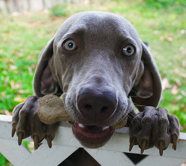 new-dog.jpg