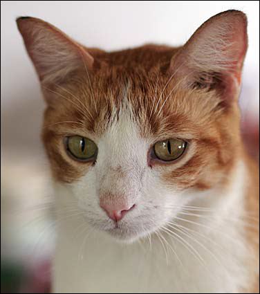 toby-2.jpg