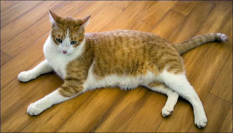 Mr. Toby