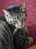 romeo