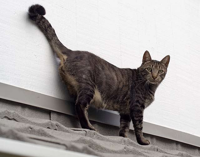 romeo-2.jpg