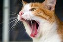 yawn2