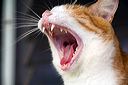 yawn3