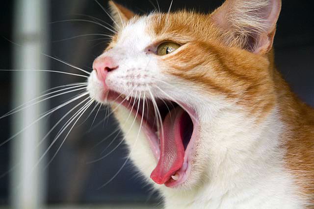 yawn2.jpg