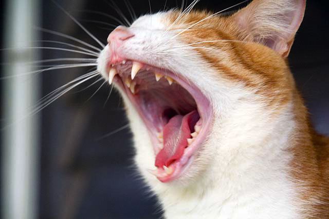 yawn3.jpg