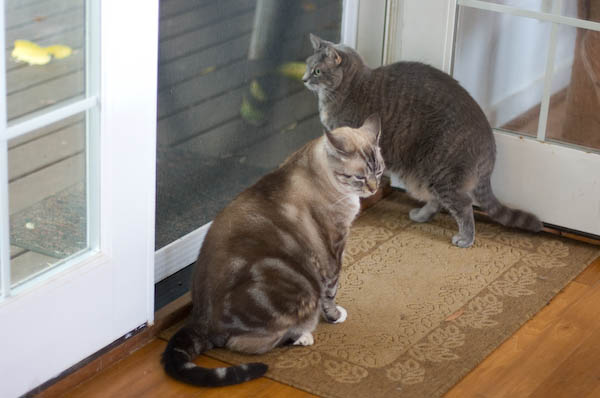 Duke and Ms. Wally were hanging around despite the kitten's presence.