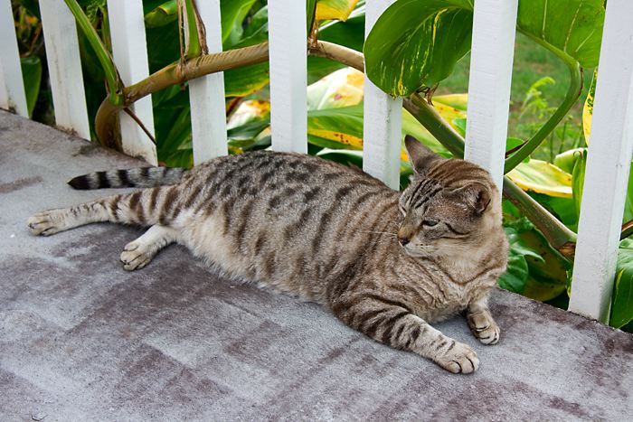 cats0624-11.jpg