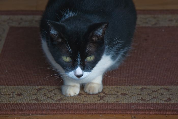 cats0624-12.jpg