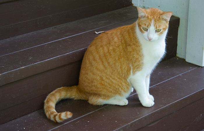 cats0624-3.jpg