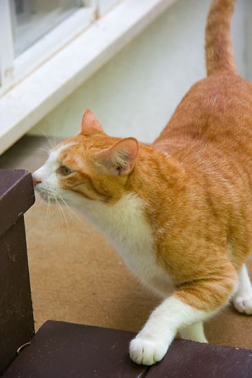 cats0624-4.jpg