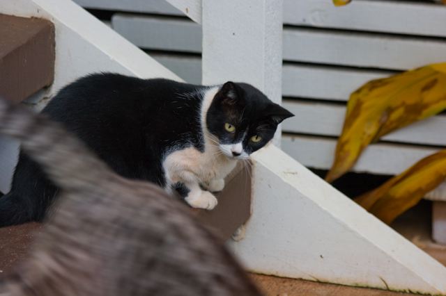 cats0629-2.jpg