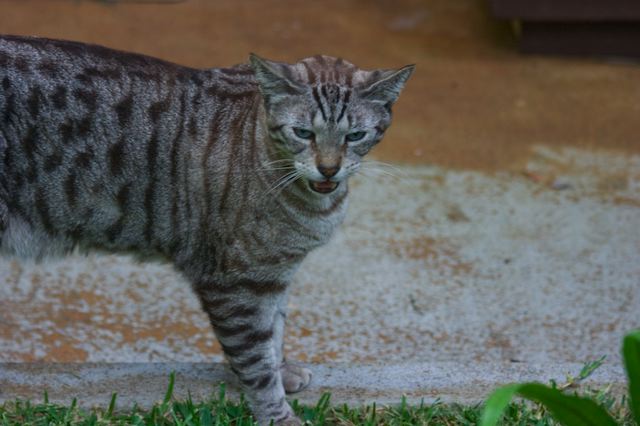 cats0629-3.jpg