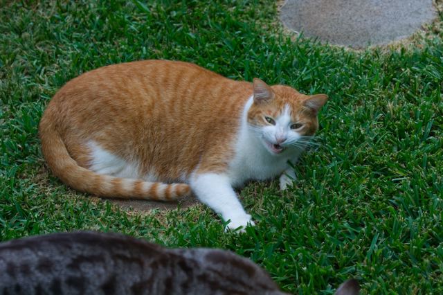cats0629-4.jpg