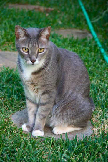 cats0713-3.jpg