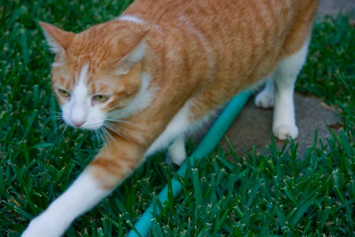 cats0713-4.jpg