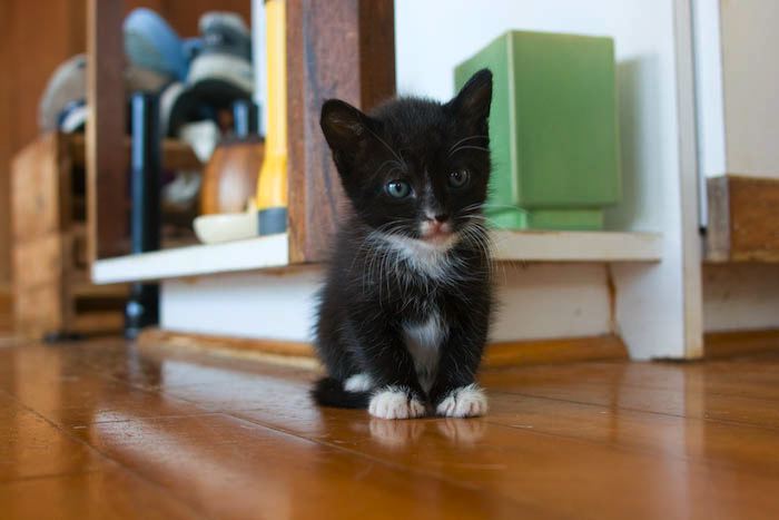 kitten0803-1.jpg