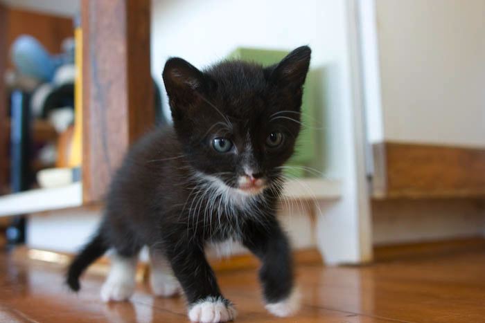 kitten0803-2.jpg