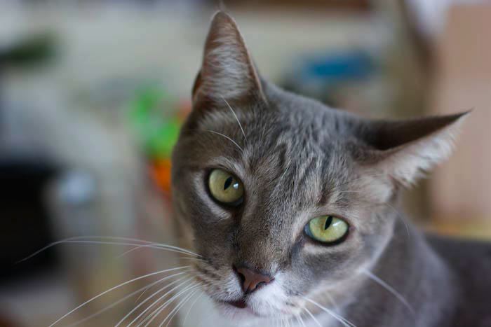 kitten0803-5.jpg