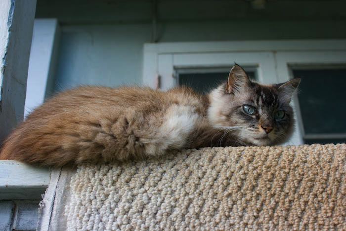 kitten0803-6.jpg