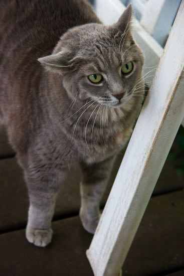 kitten0803-7.jpg