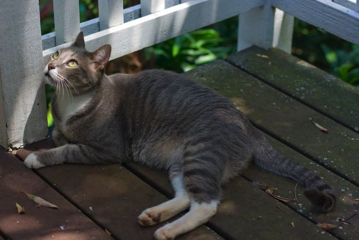 cats0827-14.jpg