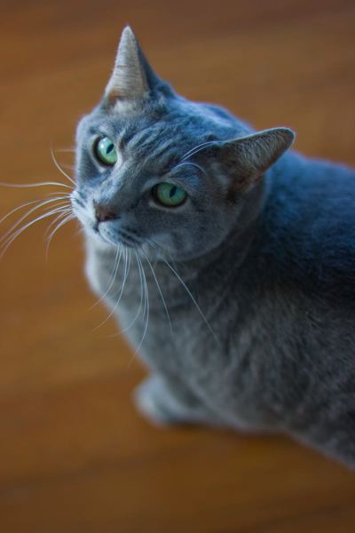 cats0827-17.jpg