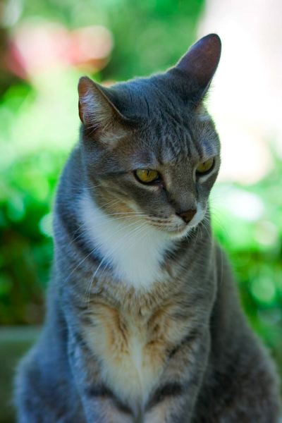 cats0827-3.jpg