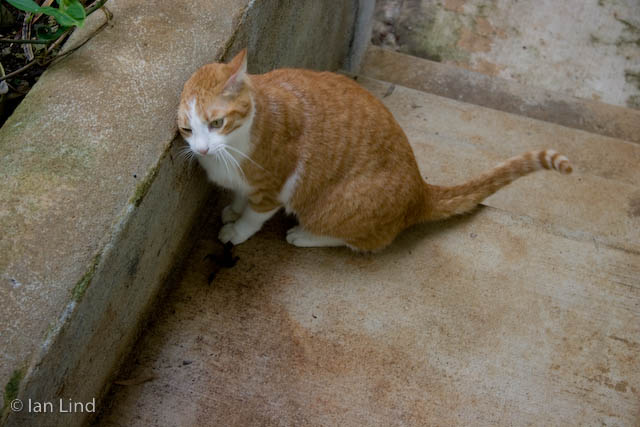 I just realized that Toby's 5th birthday is coming up sometime soon. We rescued him at the end of October 2002 when he was perhaps three weeks old.