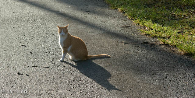 Toby almost always greets us when we get back home after our early morning walks.