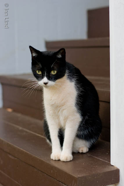 Harriet (a.k.a. Ms. Harry) waiting on the stairs to come in the front door.