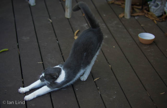Annie doing her classic feline yoga stretch.