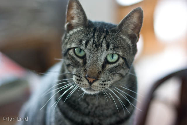 Mr. Romeo.