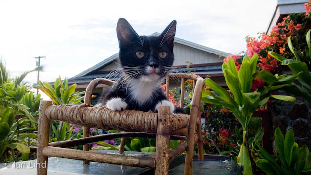 We barged in for another visit with Ms. Olivia, formerly known as Ms. Kitten. She is obviously having a wonderful time taking control of her new home.