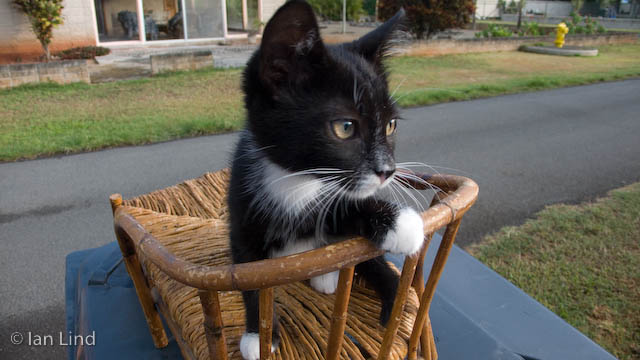 She's an inside kitten and not wholly comfortable being shown off outside, but oh, so cute.