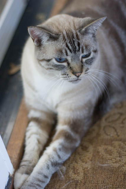 Duke continues to be a fur factory, with a thick and constantly shedding coat.