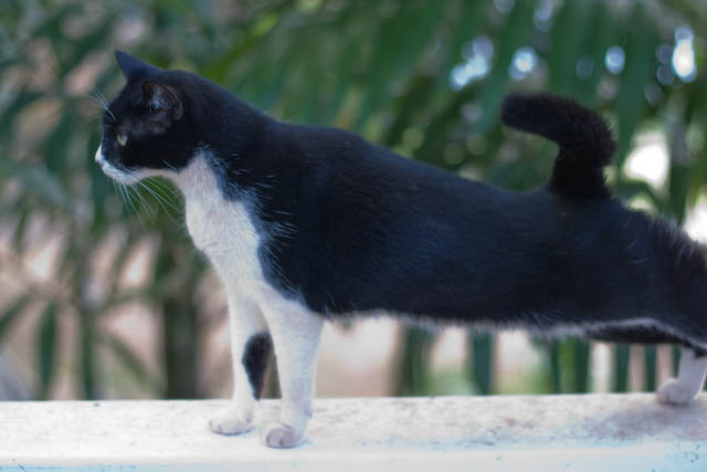 Harriet caught in mid-stretch.