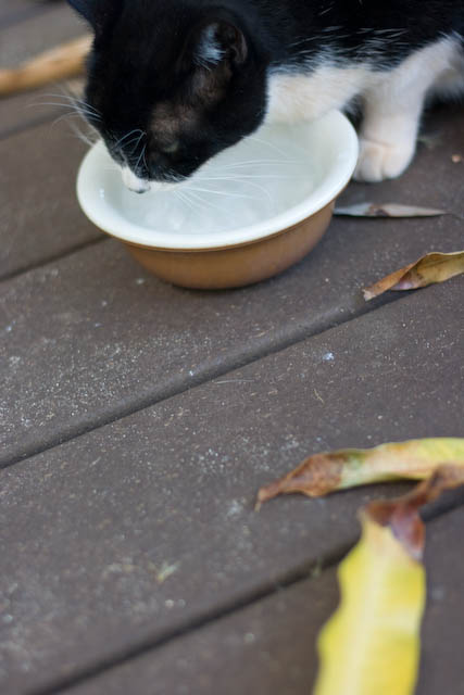 Ms. Harriet, also known as "Harry", with her new water dish on the deck.