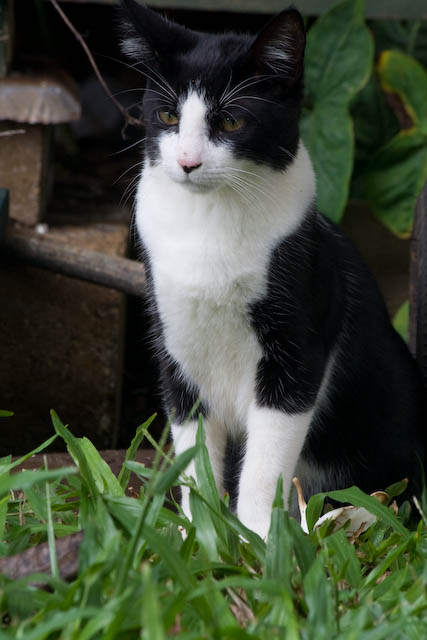 We have a certain amount of pride in this former rescued kitten.