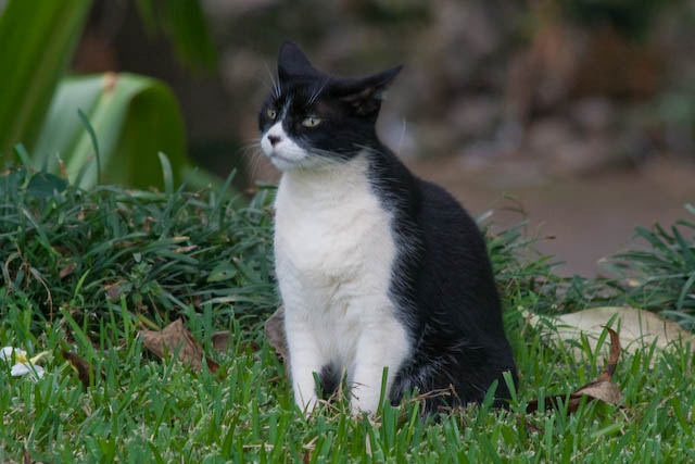 Harriet was on one side of the yard, while Toby was across on the driveway.