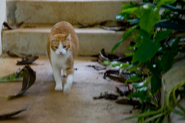 Toby followed us back to the house after the morning walk.