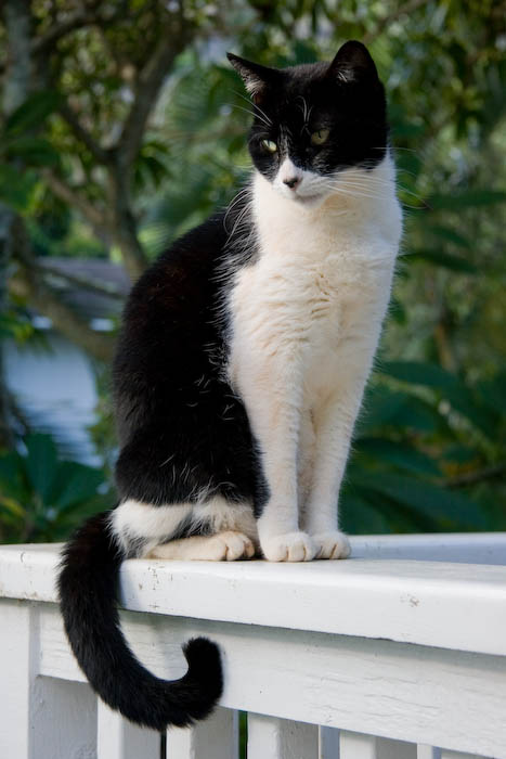 Ms. Harriet displays a perfect curl in her tail.
